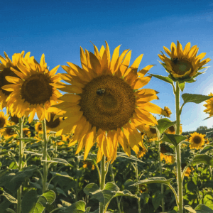 Sunflowers Canvas Print #1