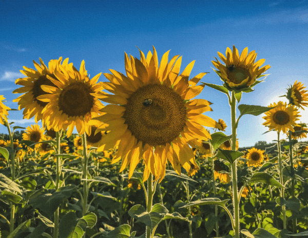 Sunflowers Canvas Print #1