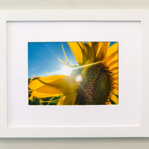 Sunflowers Framed Print #3