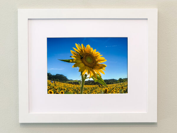 Sunflowers Framed Print #5
