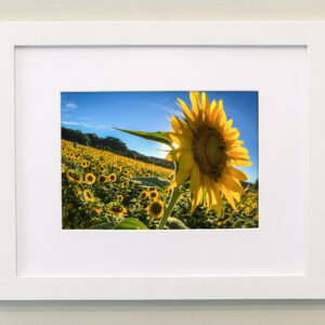 Sunflowers Framed Print #4