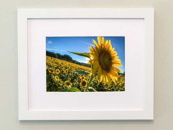 Sunflowers Framed Print #4