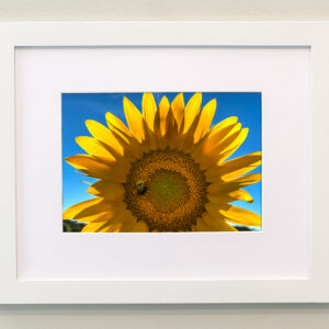Sunflowers Framed Print #6