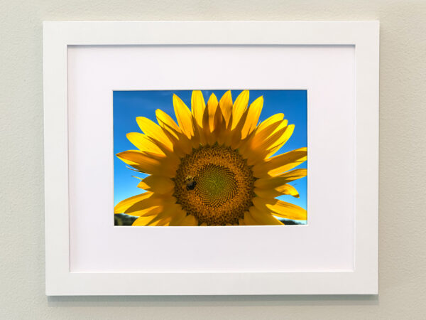 Sunflowers Framed Print #6