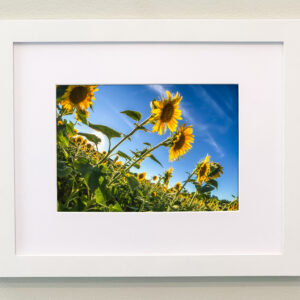 Sunflowers Framed Print #2