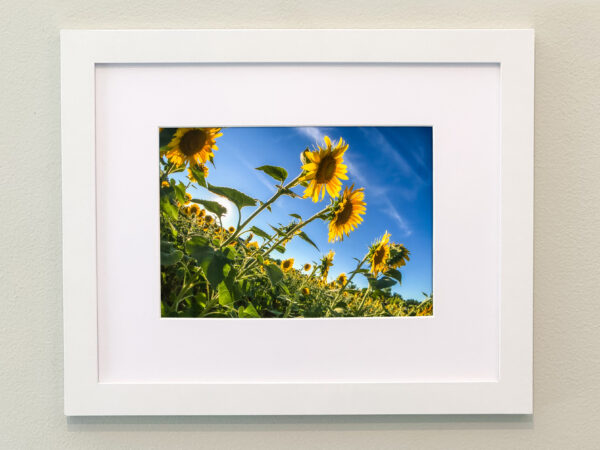 Sunflowers Framed Print #2