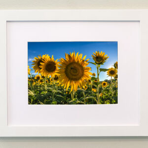 Sunflowers Framed Print #1