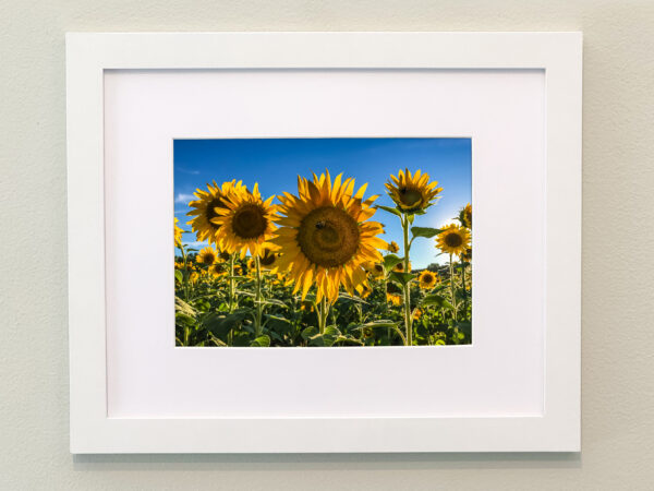 Sunflowers Framed Print #1