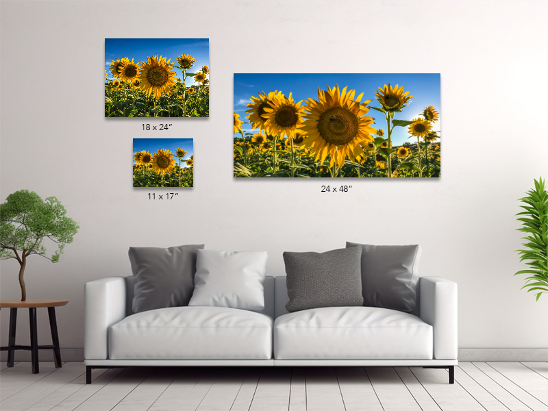 Sunflowers Canvas Print #1 - Image 4
