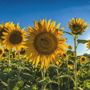 Sunflowers Canvas Print #1