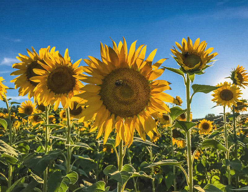 Sunflowers Canvas Print #1