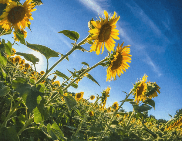 Sunflowers Canvas Print #2
