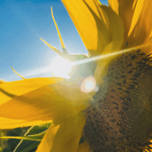 Sunflowers Canvas Print #3