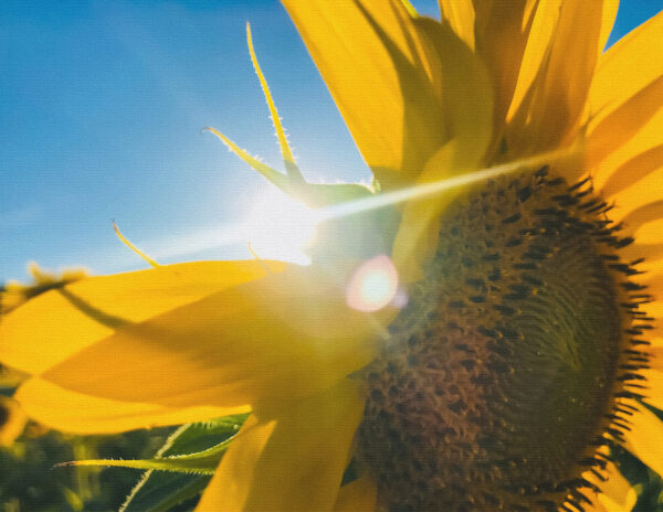 Sunflowers Canvas Print #3