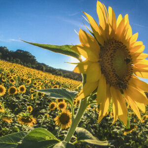 Sunflowers Canvas Print #4