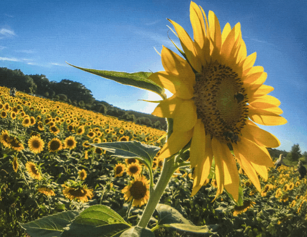 Sunflowers Canvas Print #4