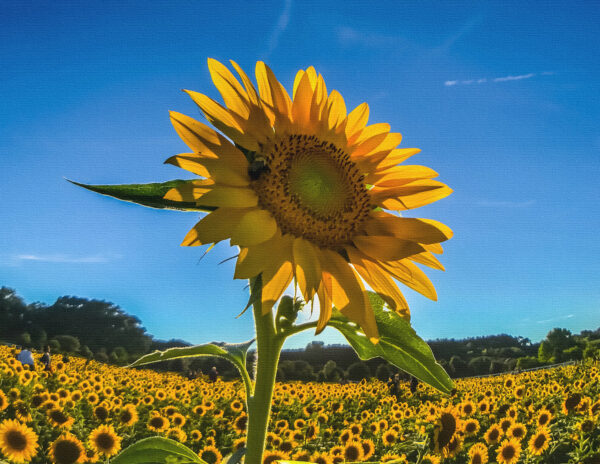 Sunflowers Canvas Print #5