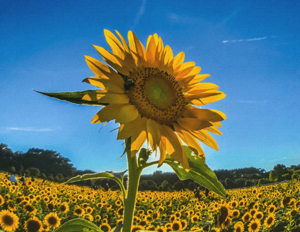 Sunflowers Canvas Print #5