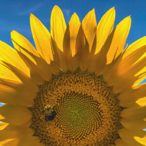 Sunflowers Canvas Print #6