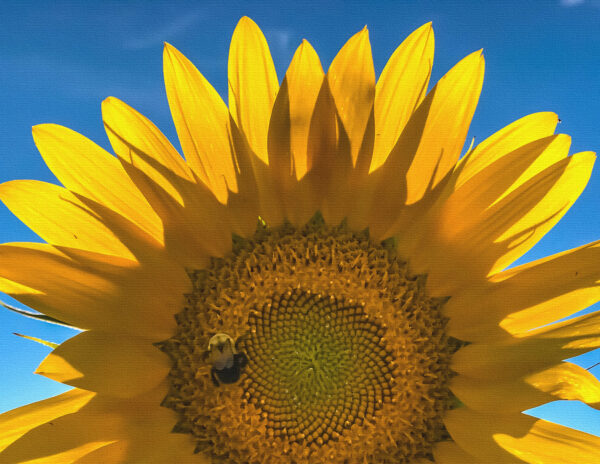 Sunflowers Canvas Print #6